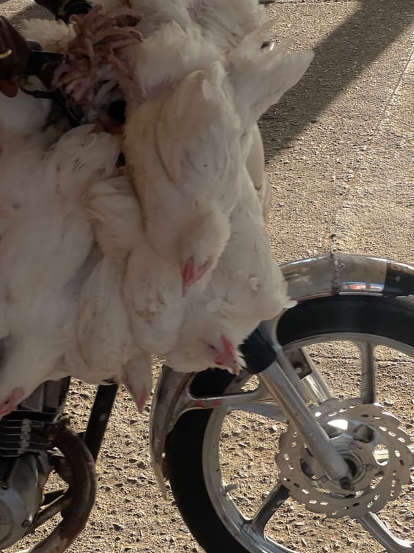 White chickens stacked by motorcycle in Gura Top, Nigeria