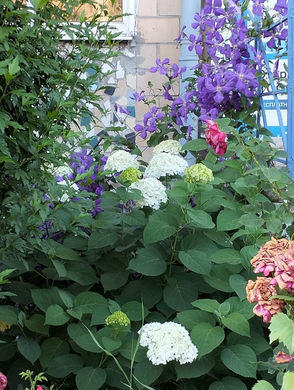 Orange trumpet vines and hydrangeas in a lush garden setting