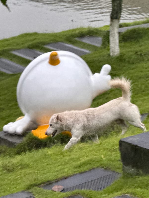 White dog roams park grounds in Jiangjin, China
