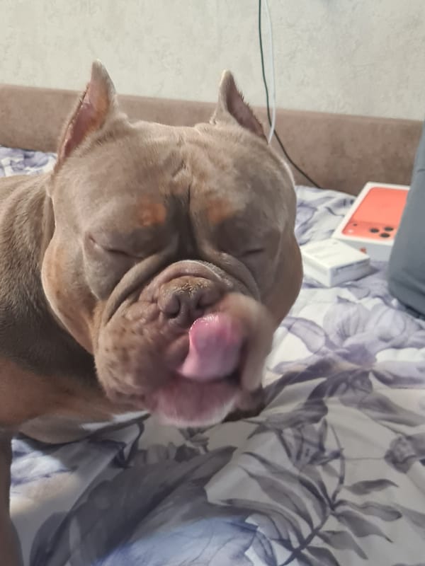 Bully breed dog napping on the couch