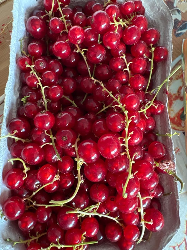 Fresh red currants and apricots at a Parchim market