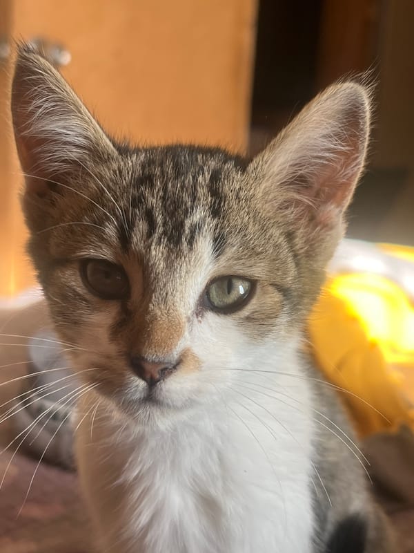 Kitten photos captured in Arica, Chile evening hours