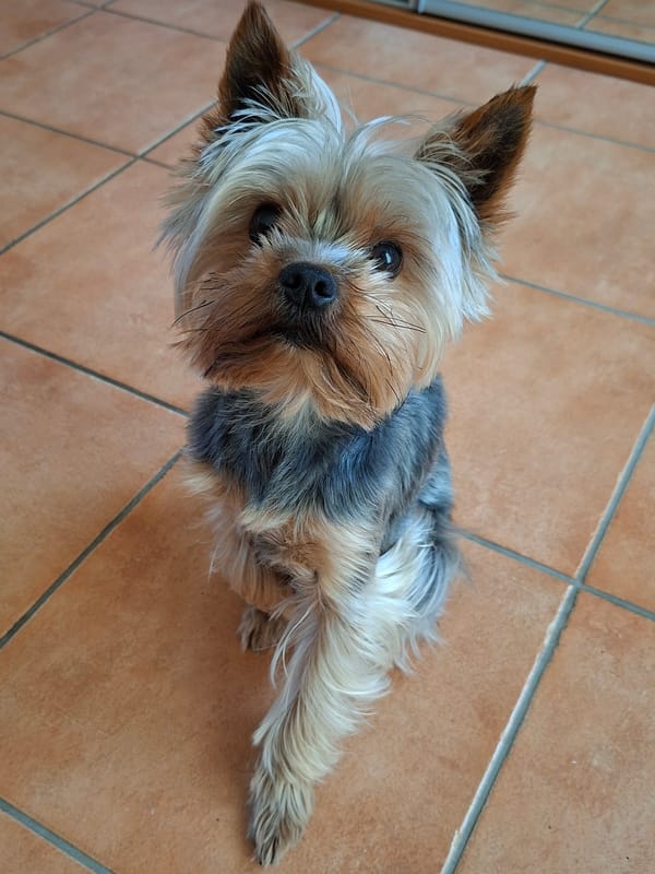 Backyard nature and a Yorkie, one June morning in Alytus