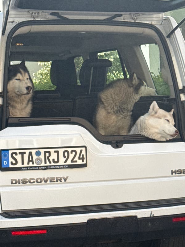 Three huskies spotted in Land Rover rear window, Munich