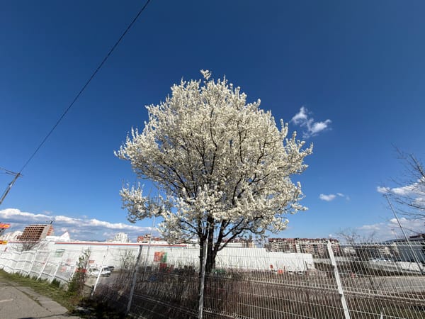 Spring blossoms frame urban development in Sofia