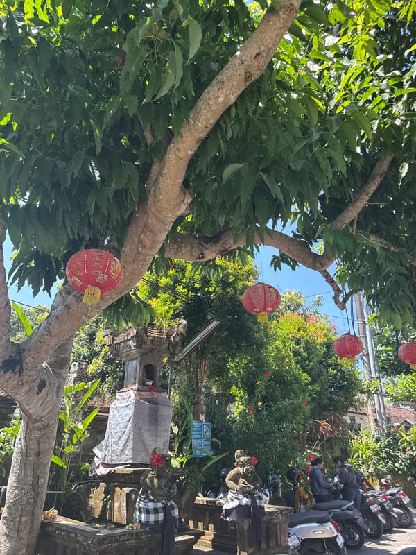 Motorcyclist spotted near decorated tree in Petulu, Indonesia