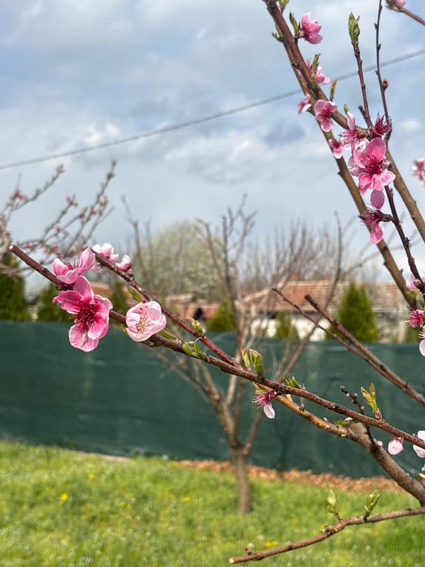 Dog and spring blossoms documented in Bulgarian village yard