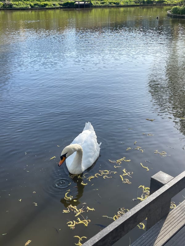 Swan feeds among spring blossoms on River Len, Maidstone