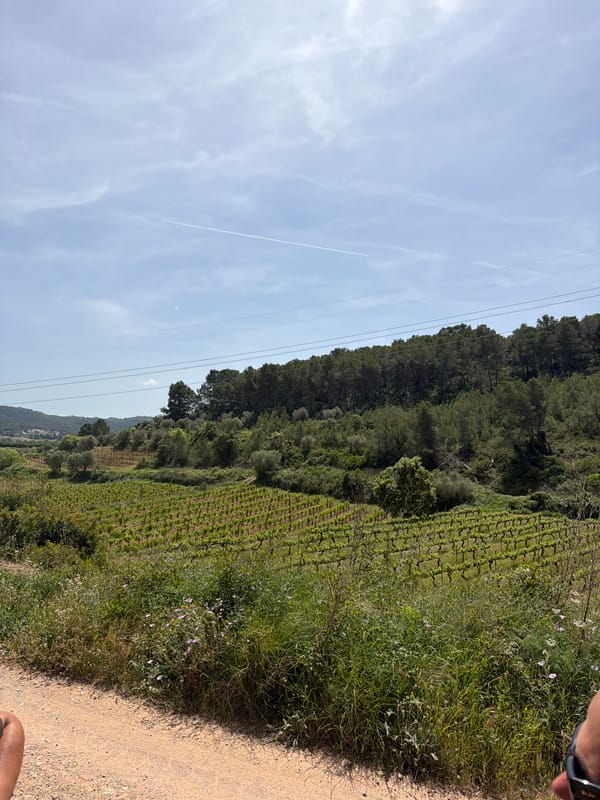 Vineyard landscape observed in Bonastre, Spain