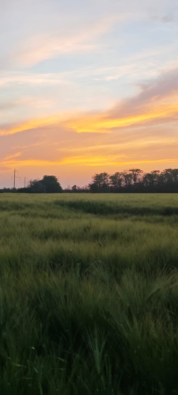 Evening stroll through Russian wheat fields captured at sunset