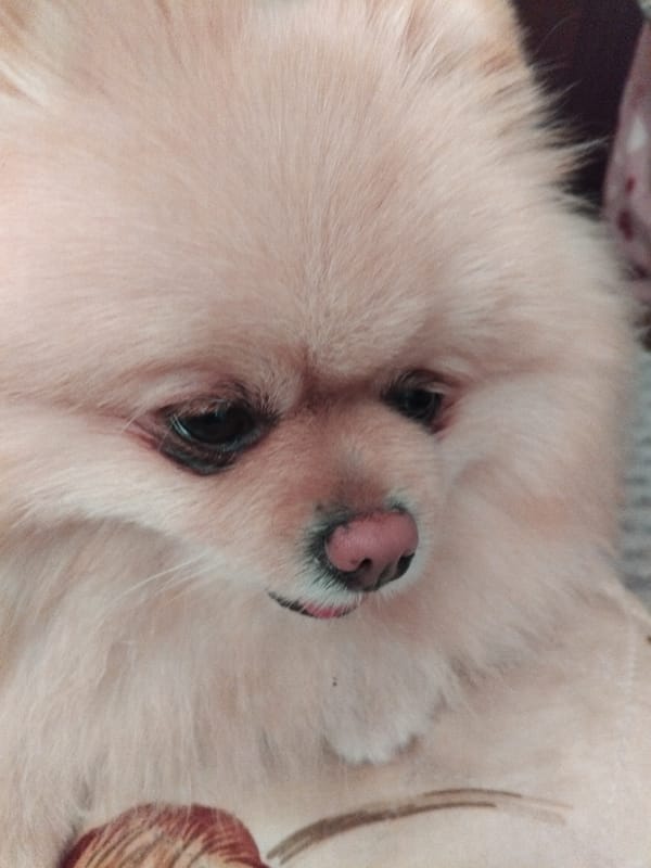 Pomeranian dog photographed relaxing on couch in Apriltsi, Bulgaria