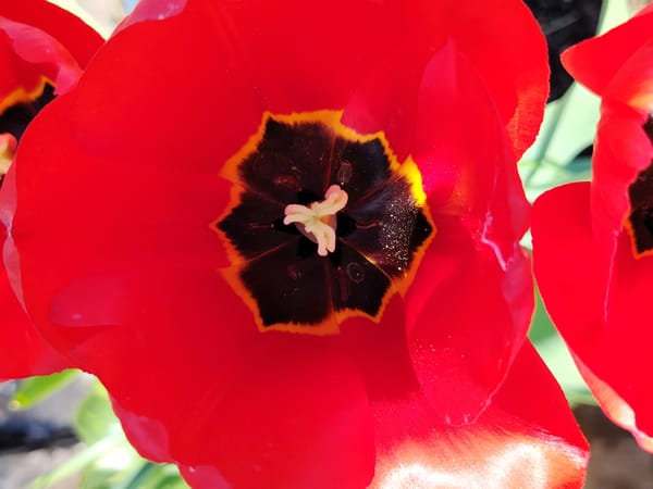 Spring blooms documented across Chaikovsky, Russia in early morning