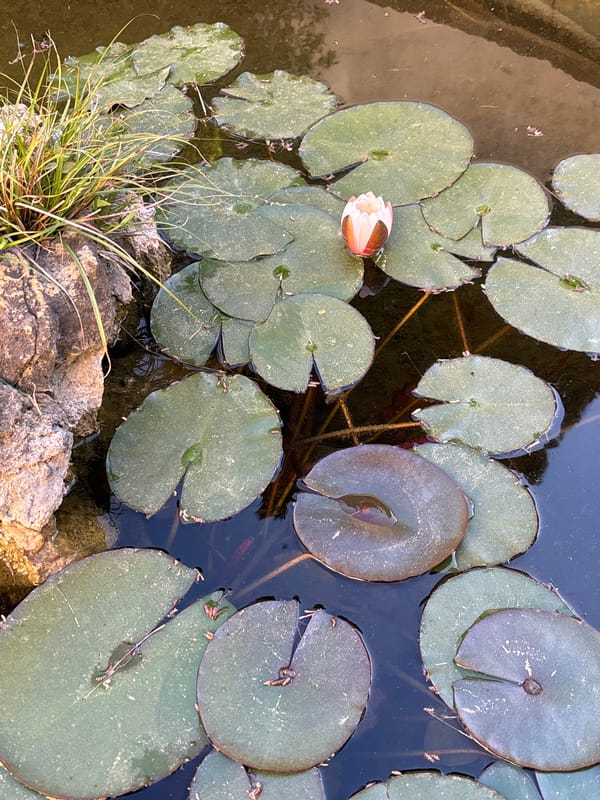 Backyard barbecue gathering documented in Lisbon residential courtyard