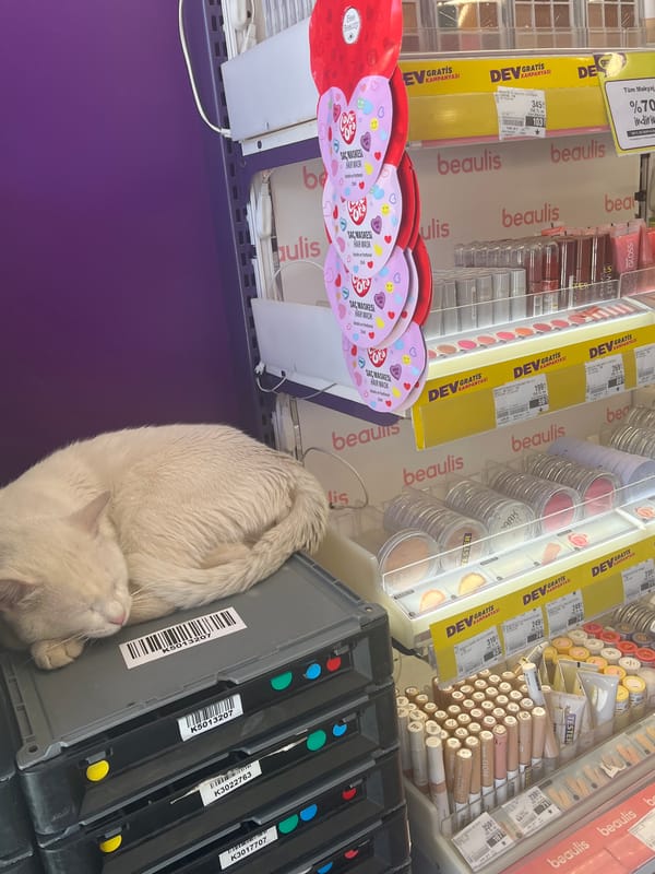Cosmetics display and sleeping cat observed in Alanya, Turkey