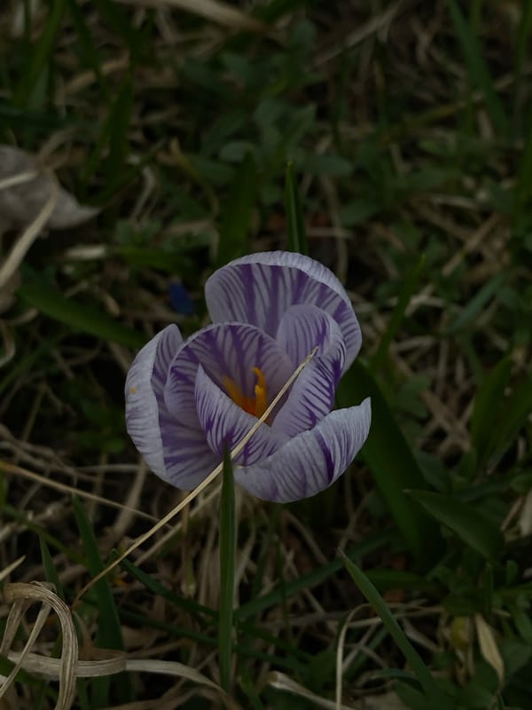 Spring accessories and nature documented in Björklinge, Sweden