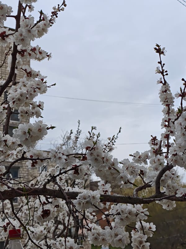 Spring blooms emerge on apricot trees in Vinnytsia