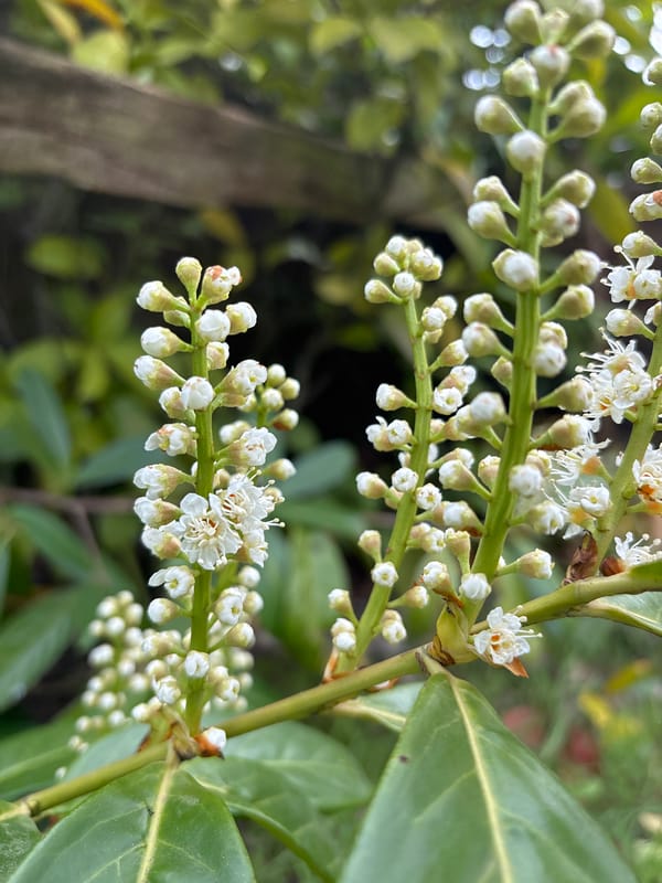 Spring wildflowers bloom across Reigate and Banstead countryside