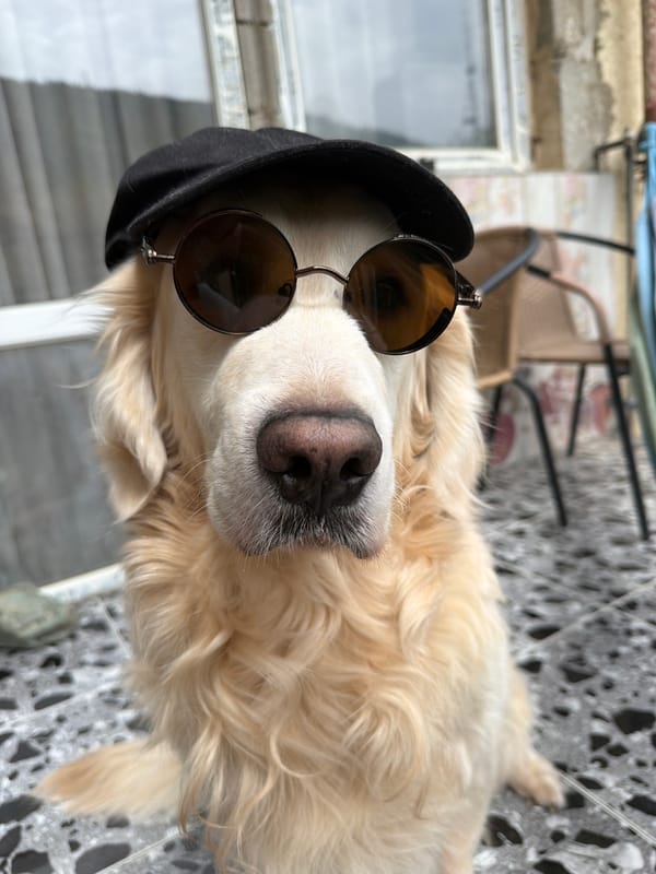 Golden Retriever poses in sunglasses, cap in Tbilisi morning