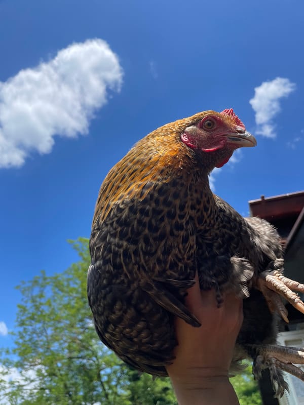 Backyard farm life in Zlatograd: chickens, dogs, and cats