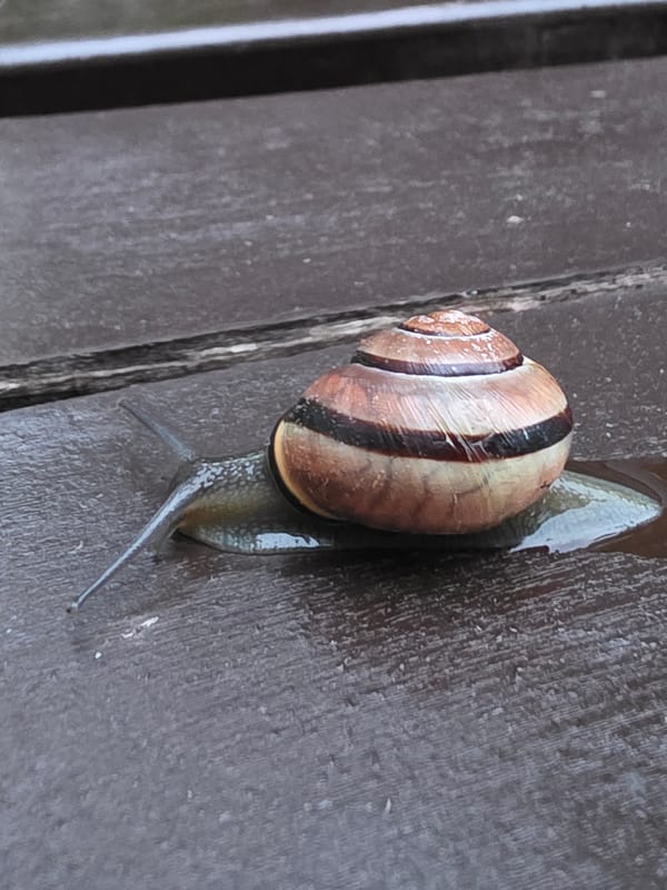 Spring afternoon documented in Chaikovsky: snails, families, urban life