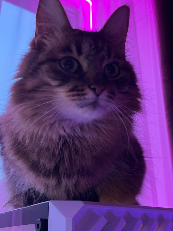 Tabby cat claims a RGB-lit computer tower in Babruysk