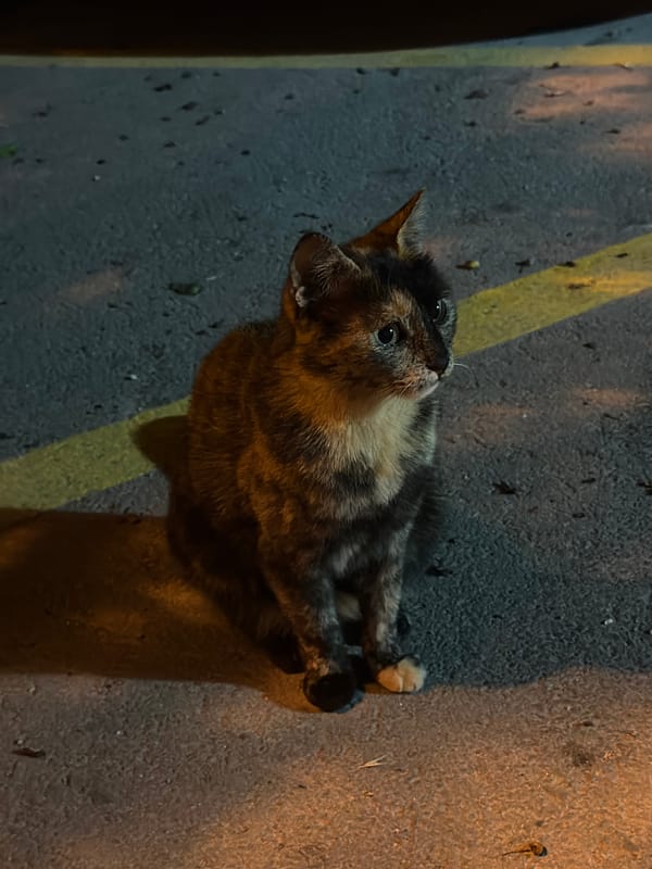 Evening stroll through Varna captures street cat and city nightlife