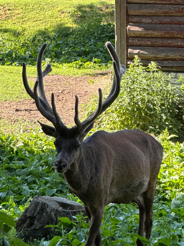 Belarus Zoo Visit Documented Through 30 Wildlife Memories