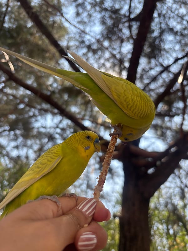 Budgerigars feed from human hand in Puebla park