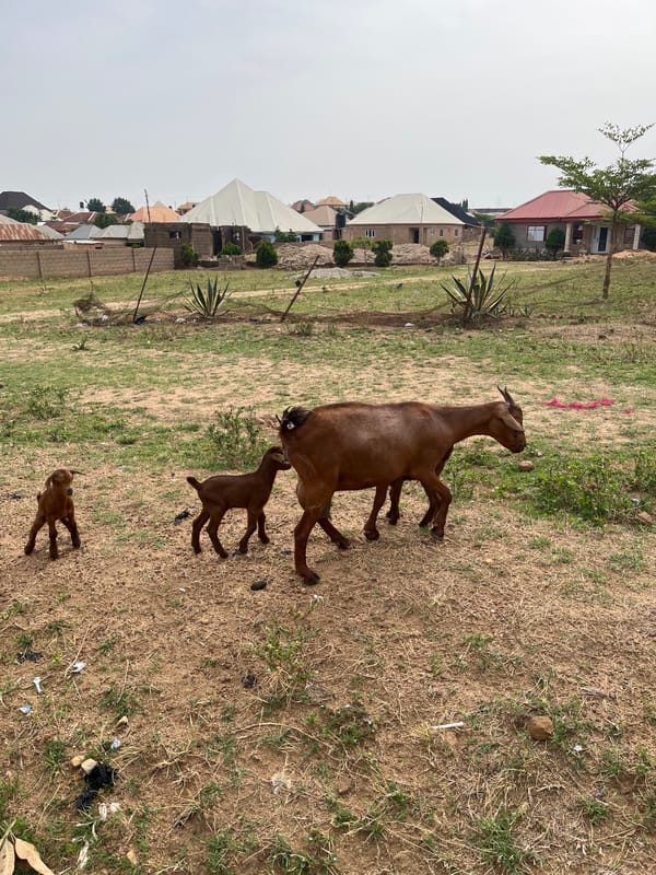 Goats graze in residential Jos neighborhood, witnessed by local