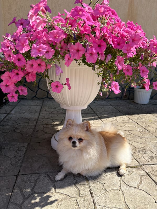 Pomeranian, petunias, and a busy afternoon at home