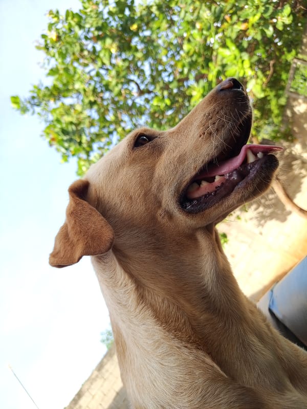 Quiet evening moments with pets documented in Tinaquillo, Venezuela
