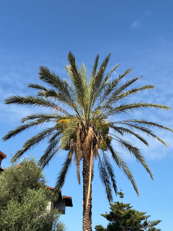 Coastal flora in bloom: bougainvillea, palms, and pipevine in Alanya