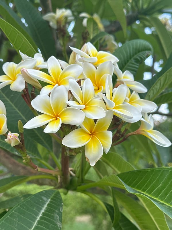 Flowers, palms, and a passing helicopter in Konyaaltı