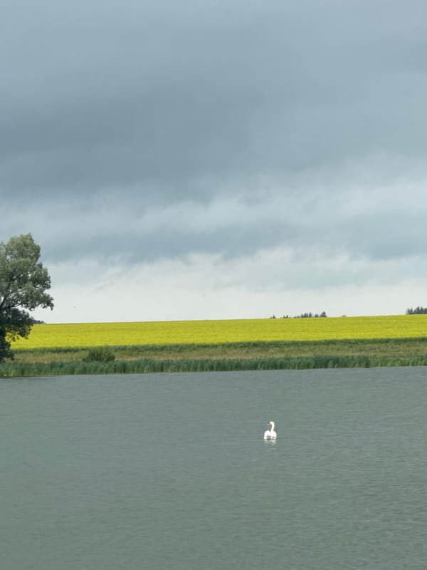 Swans, ducks, and a lakeside fire pit on a grey day