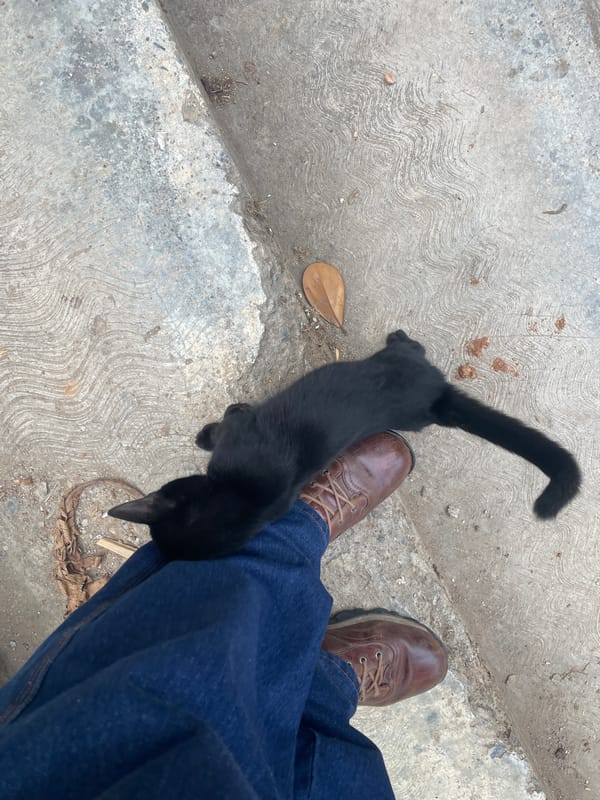 Black cat spotted on concrete surface in Caracas