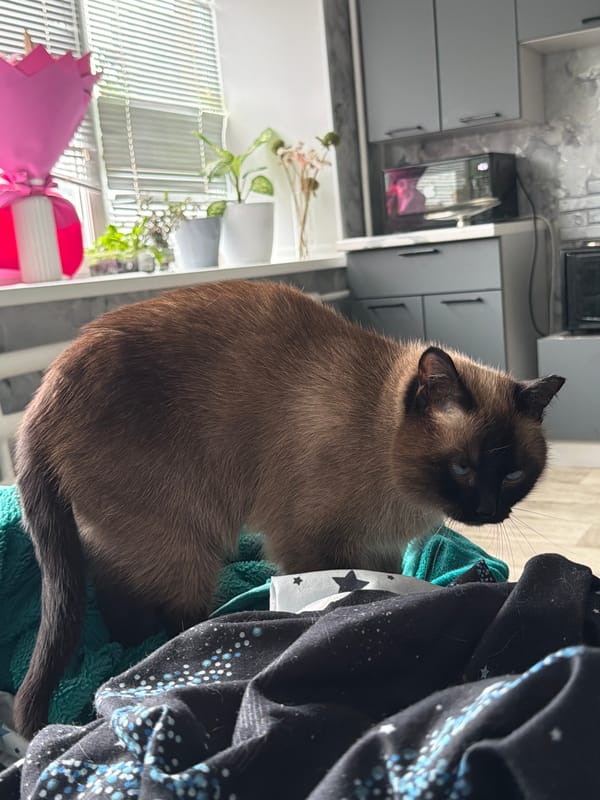 Siamese cat relaxes on a star-print pillow in Tuymazy