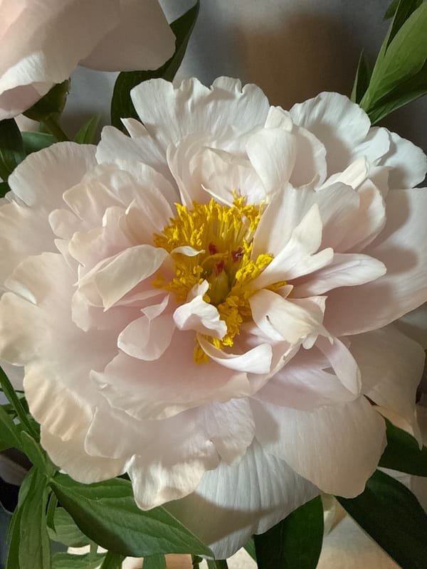 Peony flowers and nighttime paths documented in Votkinsk, Russia