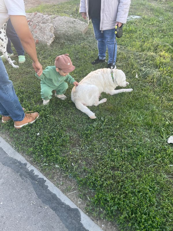 Families with dogs enjoy sunny afternoon in Izhevsk park