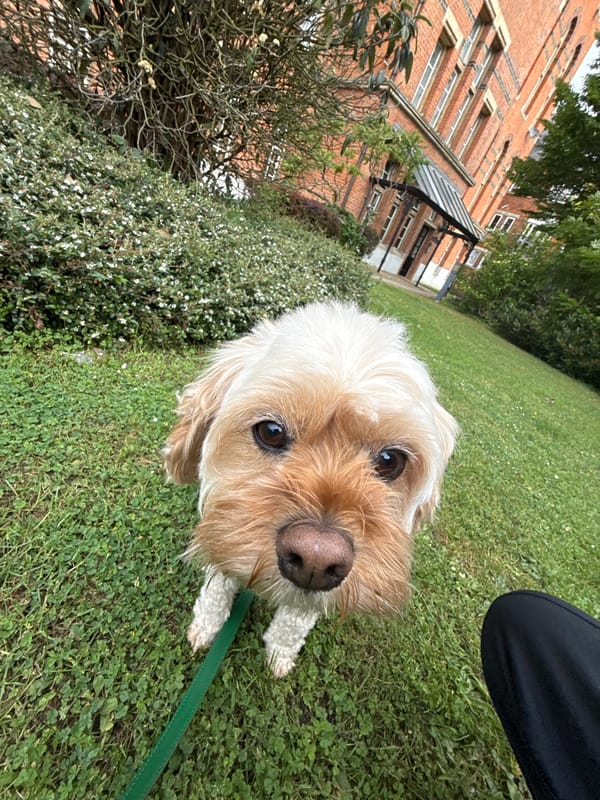 London dog owner's morning routine with two pets documented