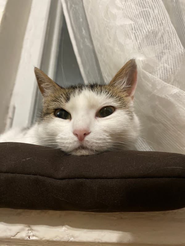 Cats lounging at home, multiple close-up angles