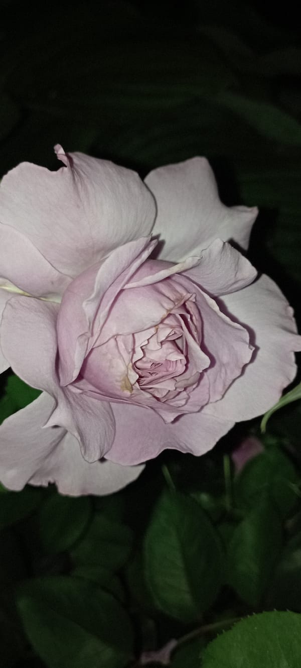 Close-up night shots of roses and flowers in bloom