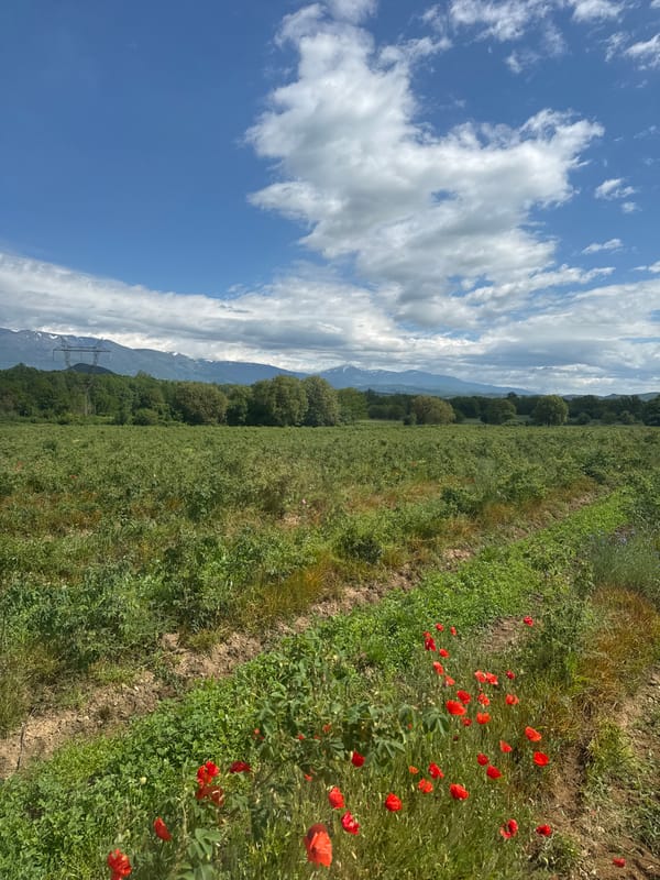 Rural field with red poppies and trees captured