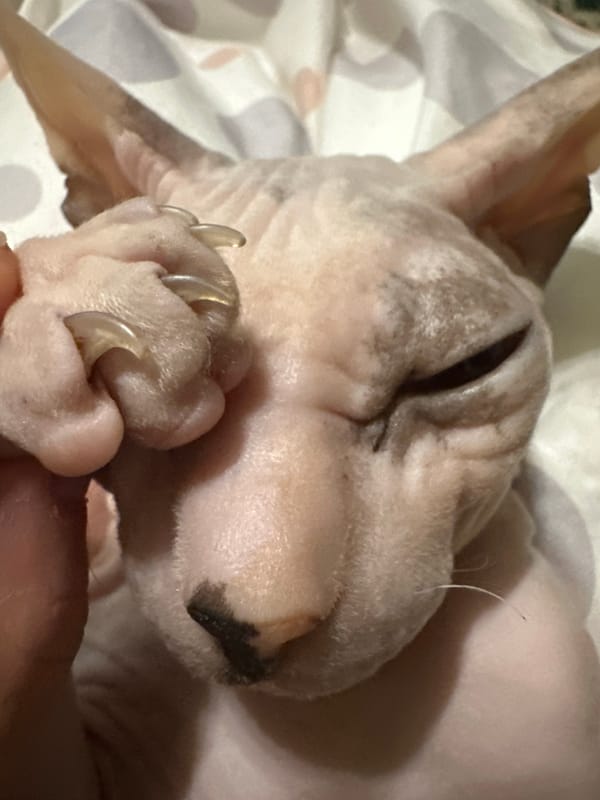 Sphynx cat sleeps and lounges at home in Togliatti