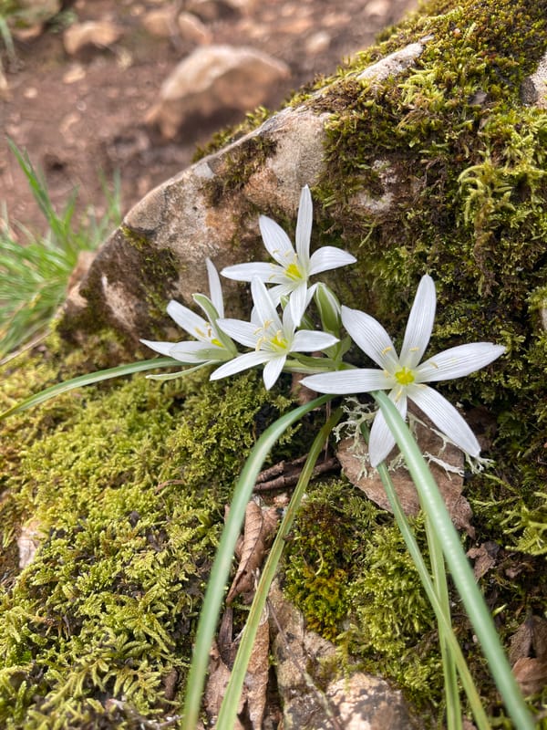 Spring wildflowers bloom along forest path in Bulgarian village