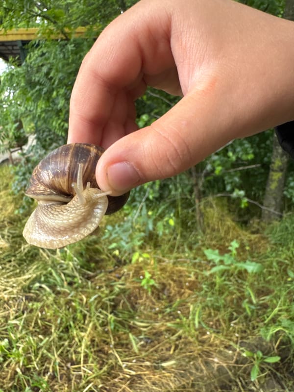 Person gently handles large snail in Dobrich, Bulgaria