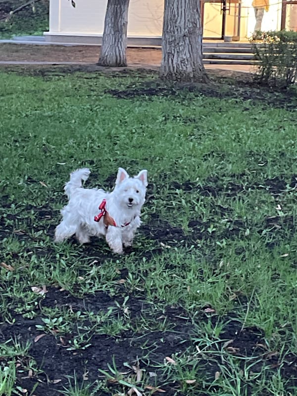Dog walker strolls Volga River embankment in Samara
