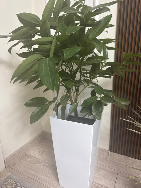Indoor plants and flower bouquets across Bishkek homes