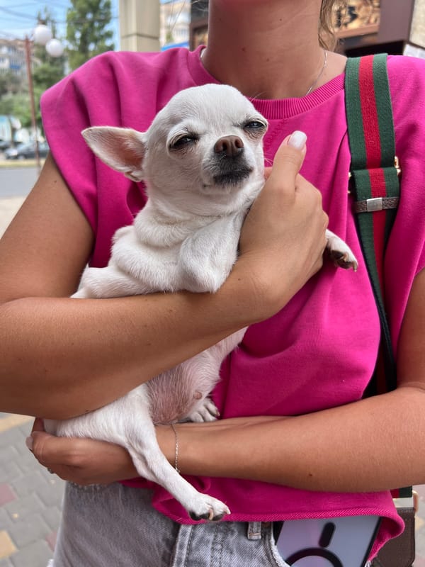 Pets out and about on an Odesa street corner