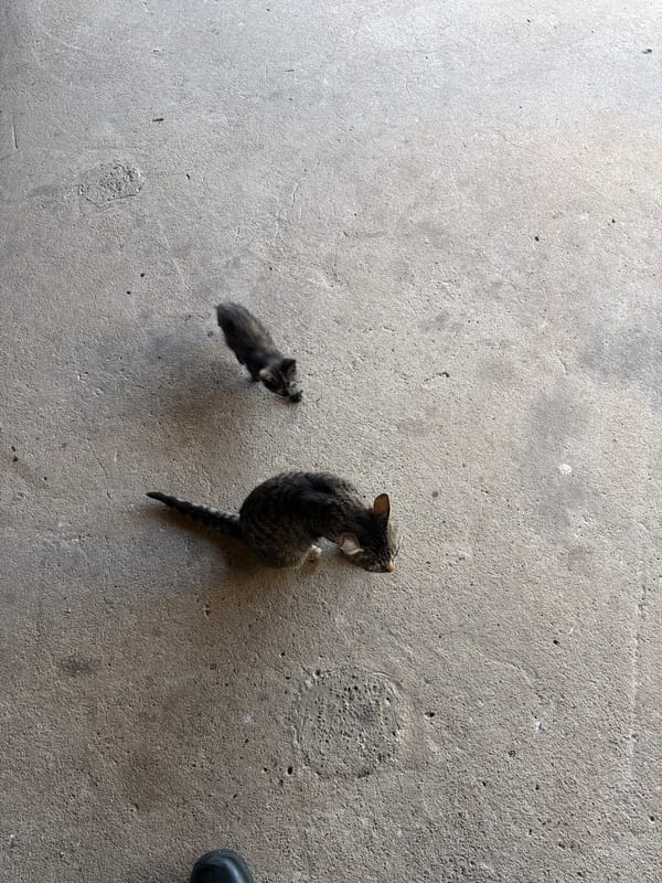 Street animals and gaming console documented in Iskar, Bulgaria