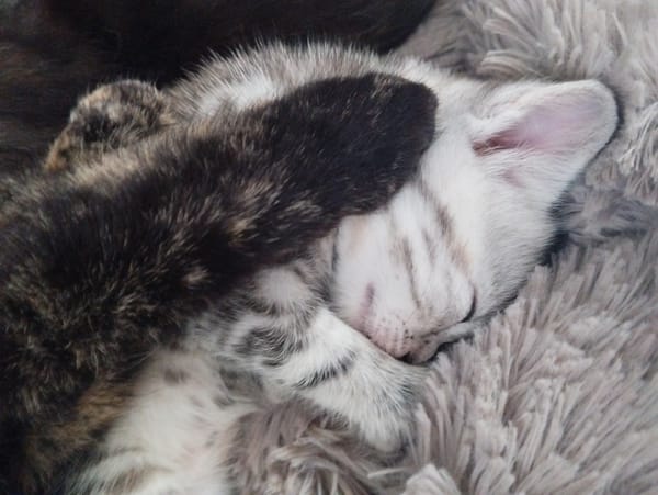Two kittens sleep together on blanket in Russian village